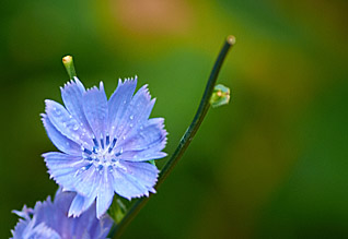 Rostliny - Plantae - Plants