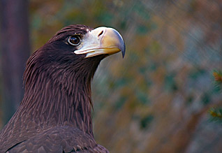 Ptáci - Aves - Birds