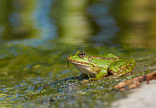 Obojživelníci - Amphibia - Amphibians